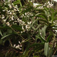 Aerides ringens (Lindl.) C.E.C.Fisch.